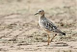 Buff-breasted Sandpiper